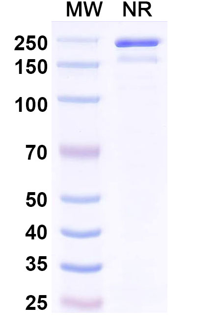 SDS-PAGE for Anti-DNA Antibody (33.C9)