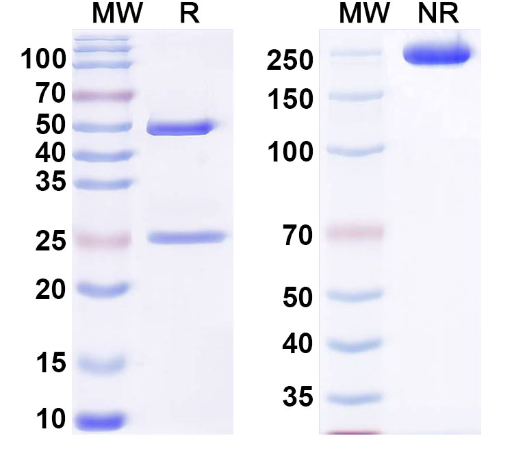 SDS-PAGE for Anti-DNA Antibody (8D8)