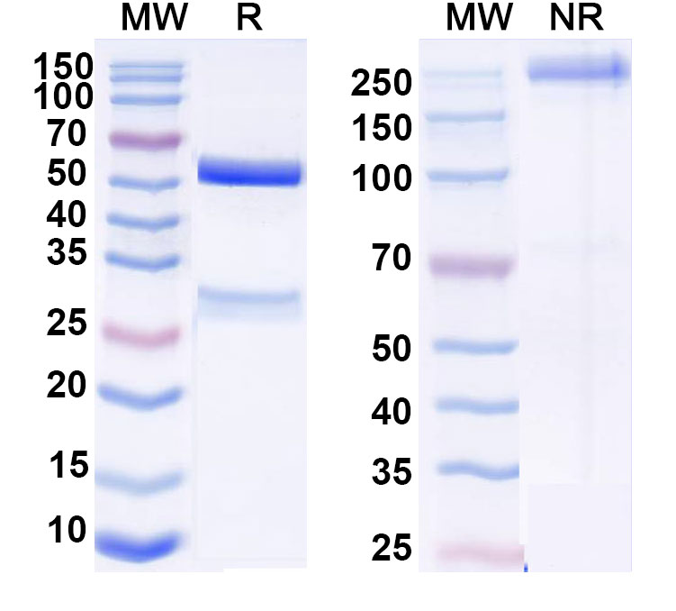 SDS-PAGE for Anti-DNA Antibody (BKD10)