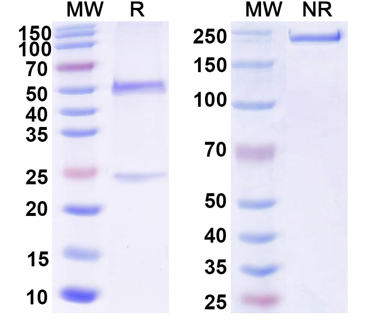 SDS-PAGE for Anti-DNA Antibody (BKD17)