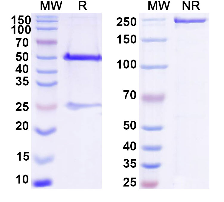 SDS-PAGE for Anti-DNA Antibody (BW24-G13)