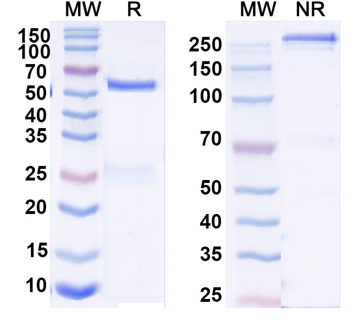 SDS-PAGE for Anti-DNA Antibody (D23)