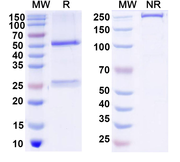 SDS-PAGE for Anti-DNA Antibody (DNA13)