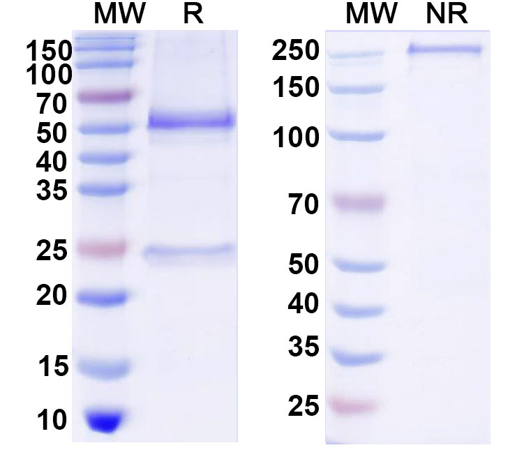 SDS-PAGE for Anti-DNA Antibody (DNA9)