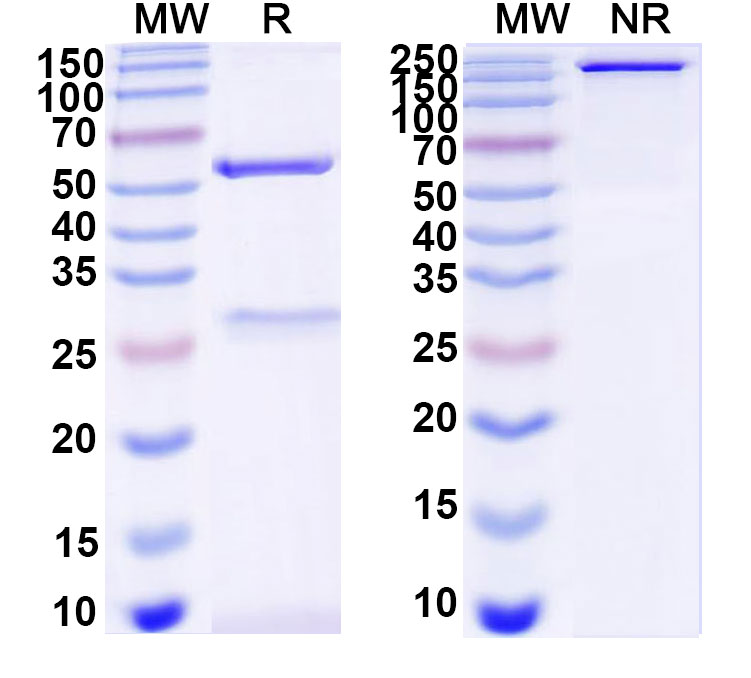 SDS-PAGE for Anti-DNA Antibody (DP7)