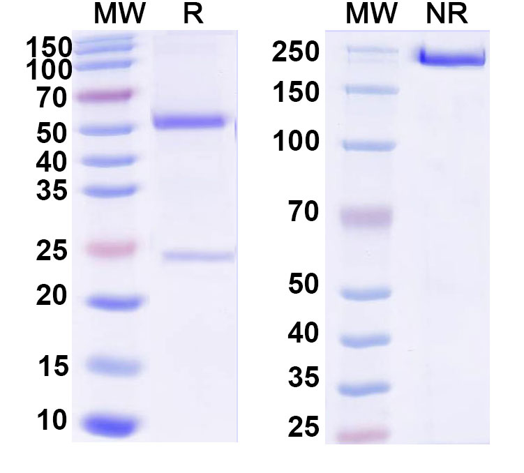 SDS-PAGE for Anti-DNA Antibody (H7)
