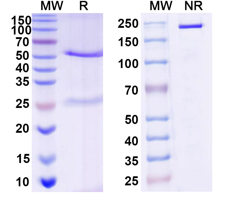 SDS-PAGE for Anti-DNA Antibody (bfd05)