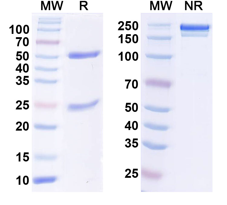 SDS-PAGE for Anti-DNMT3L Antibody (N117/9)