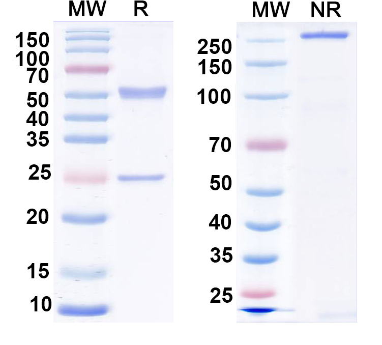 SDS-PAGE for Anti-DPPX extracellular domain Antibody (L49/20)