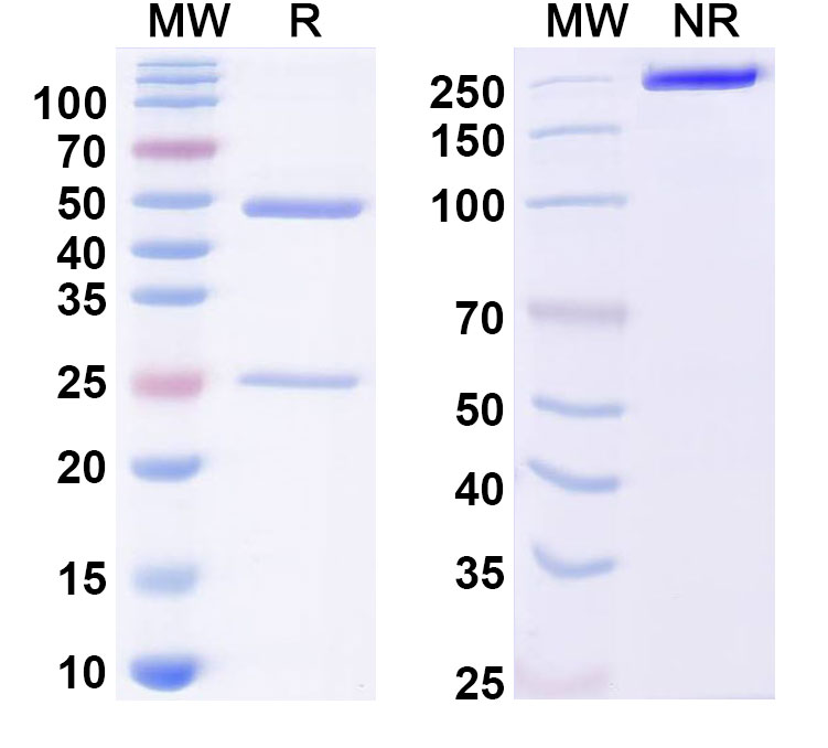 SDS-PAGE for Anti-Dermatophagoides pteronyssinus DERP2/DERPII Antibody (7A1)