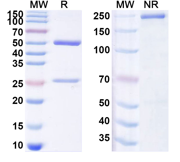SDS-PAGE for Anti-Dog NGF/Beta-NGF Antibody (SAA1472)