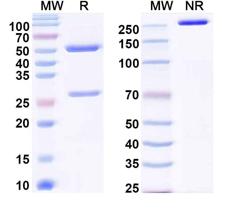 SDS-PAGE for Anti-EBV/HHV-4 LMP1/BNLF1 Antibody (B10B7)