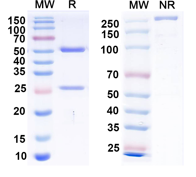 SDS-PAGE for Anti-EBV/HHV-4 gH & gL Complexes Antibody (AMMO1)