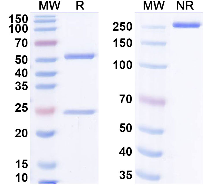SDS-PAGE for Anti-G-quadruplex DNA Antibody (1H6)