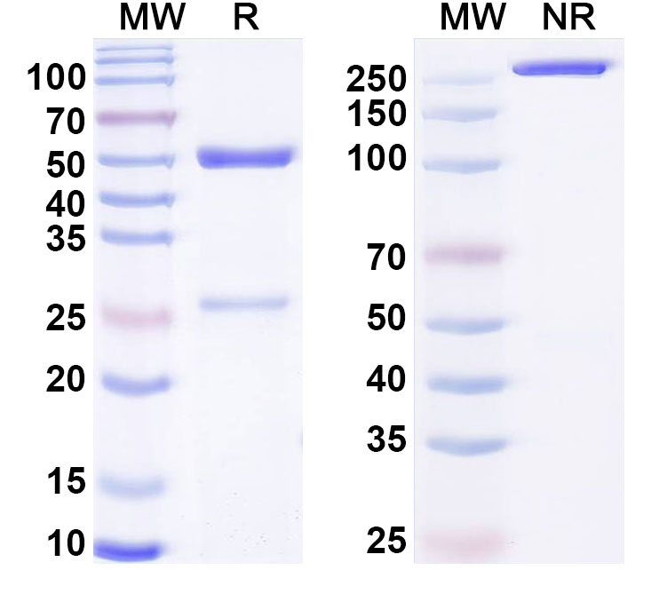 SDS-PAGE for Anti-G-quadruplex DNA Antibody (4E11#)
