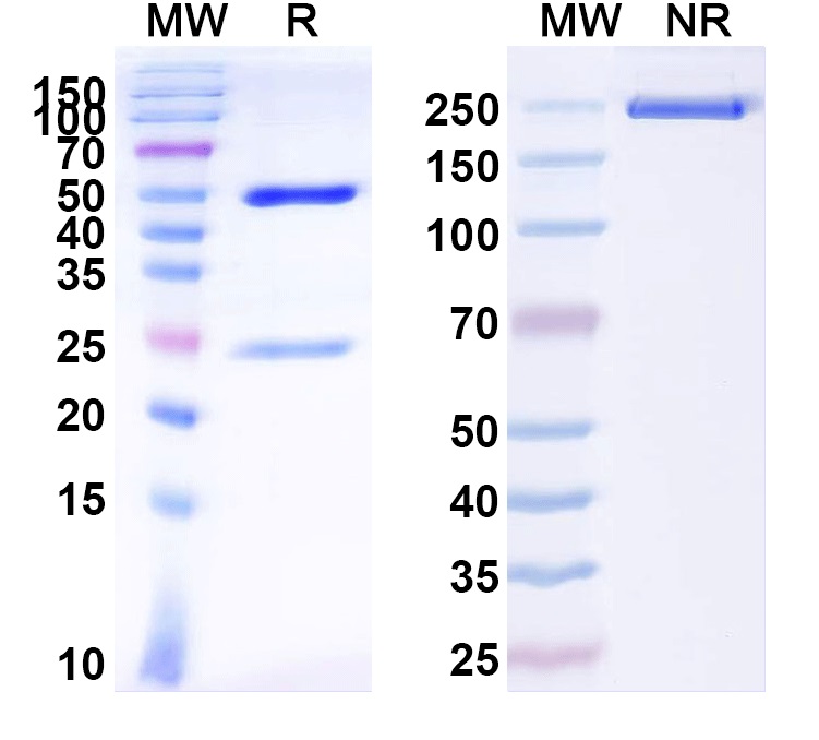 SDS-PAGE for Anti-GABA(A)R, Epsilon Antibody (N413/23)