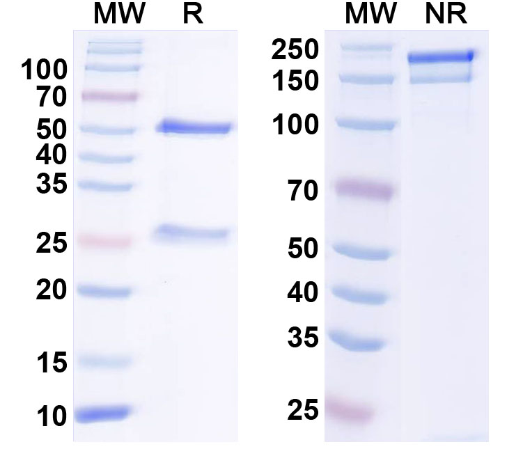 SDS-PAGE for Anti-GABA(B)R1 Antibody (N93A/49)