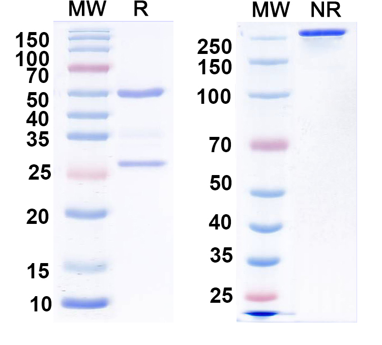 SDS-PAGE for Anti-GalR1 Antibody (N371B/37)