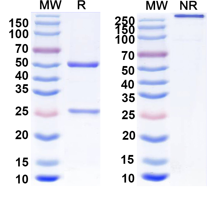 SDS-PAGE for Anti-GalR2 Antibody (N407A/19)