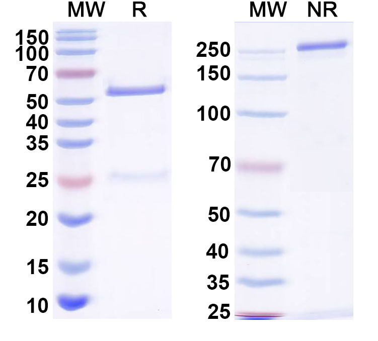 SDS-PAGE for Anti-Gamma-protocadherin-B2 Antibody (N148)