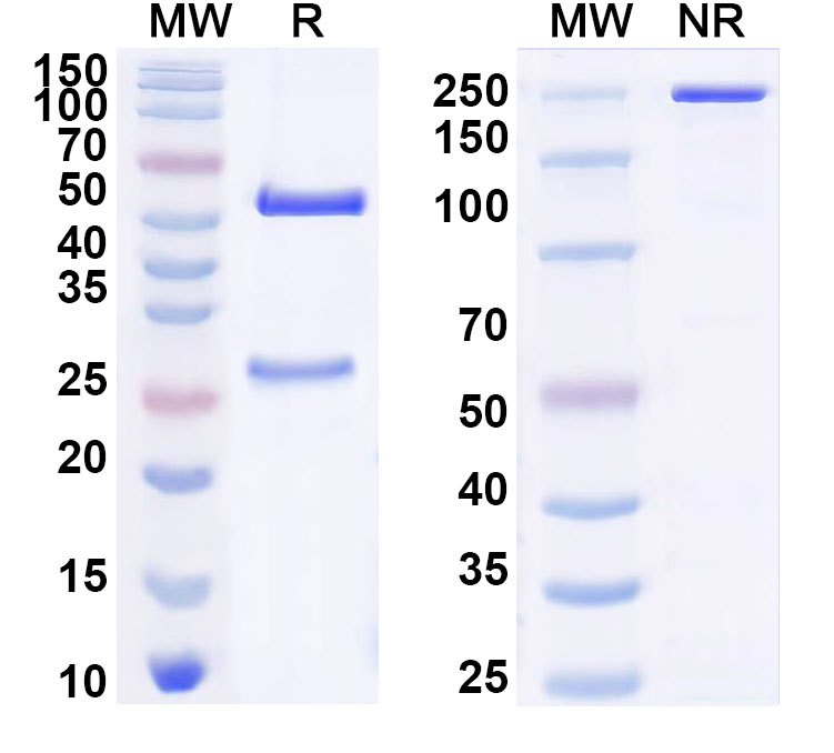 SDS-PAGE for Anti-Ganglioside GD3 Antibody (R24)