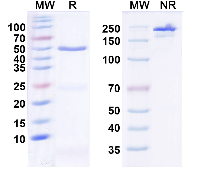 SDS-PAGE for Anti-HCN3 Antibody (N141/16)
