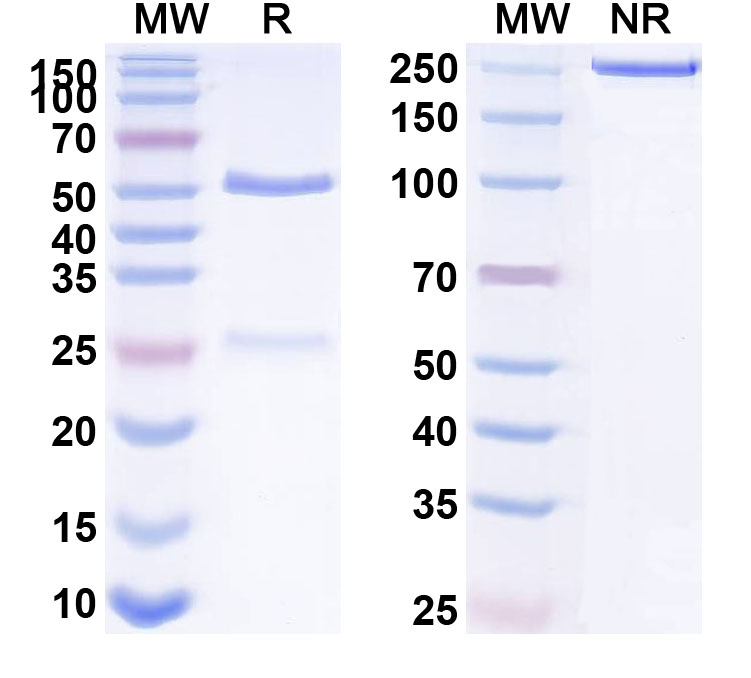 SDS-PAGE for Anti-HLA-A2-peptide (FMNKFIYEI) Complex (AMC-17)