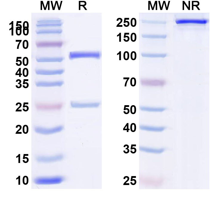 SDS-PAGE for Anti-HLA-A2-peptide (YLEPGPVT) Complex (2D1)