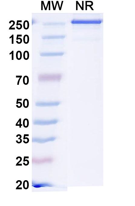 SDS-PAGE for Anti-HLA-A2-peptide (YLEPGPVT) Complex (2F1)