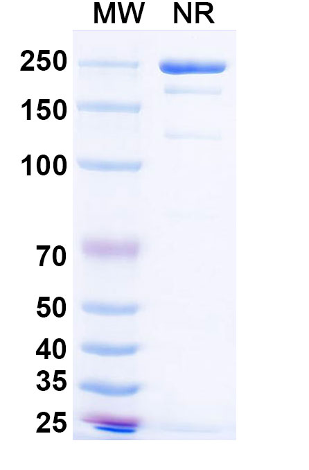SDS-PAGE for Anti-HMPV F/Fusion Protein Antibody (SAA0840)