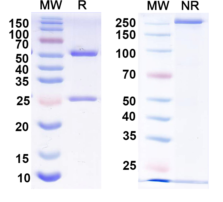 SDS-PAGE for Anti-HRSV-A G/Major surface glycoprotein G Antibody (3D3)