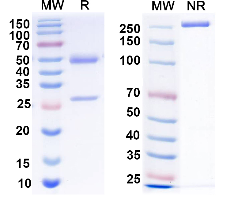 SDS-PAGE for Anti-HeV/NiV Glycoprotein G Antibody (HENV-2)