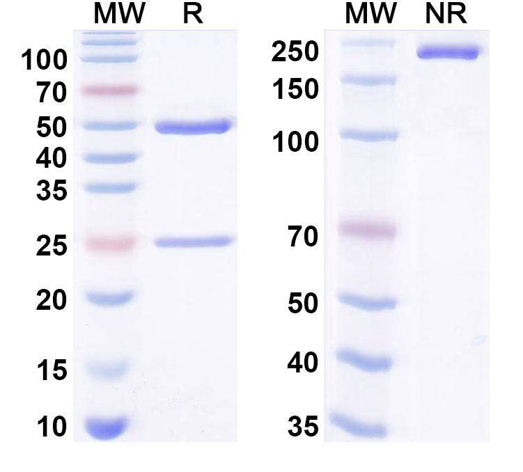 SDS-PAGE for Anti-Hg2+/Mercury(2+) Antibody (SAA0525)