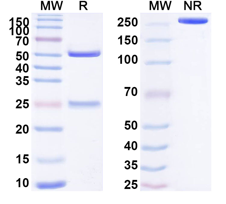 SDS-PAGE for Anti-Human APLN/Apelin Antibody (SAA1754)