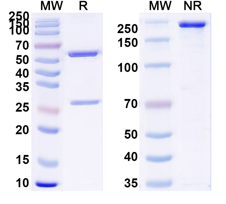 SDS-PAGE for Anti-Human APOL1 NTD Antibody (3B6)