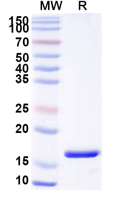 SDS-PAGE for Anti-Human ARC Nanobody (SAA0943)