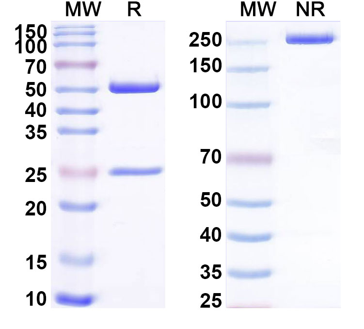 SDS-PAGE for Anti-Human BRD4 IP Antibody (SAA0192)