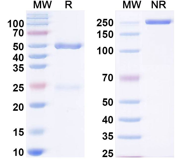 SDS-PAGE for Anti-Human C6/Complement C6 Antibody (SAA0492)