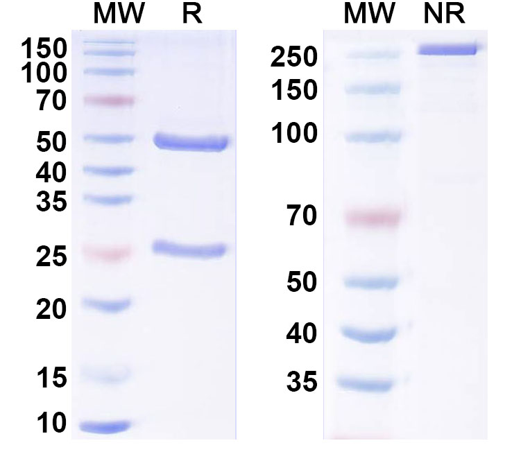 SDS-PAGE for Anti-Human CACNA1C Antibody (N263/31R)