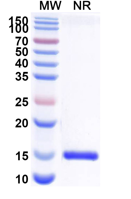 SDS-PAGE for Anti-Human CD112/Nectin-2/PVRL2 Nanobody (SAA2117)