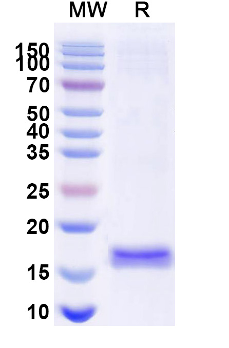 SDS-PAGE for Anti-Human CD114/CSF3R Nanobody (SAA1247)