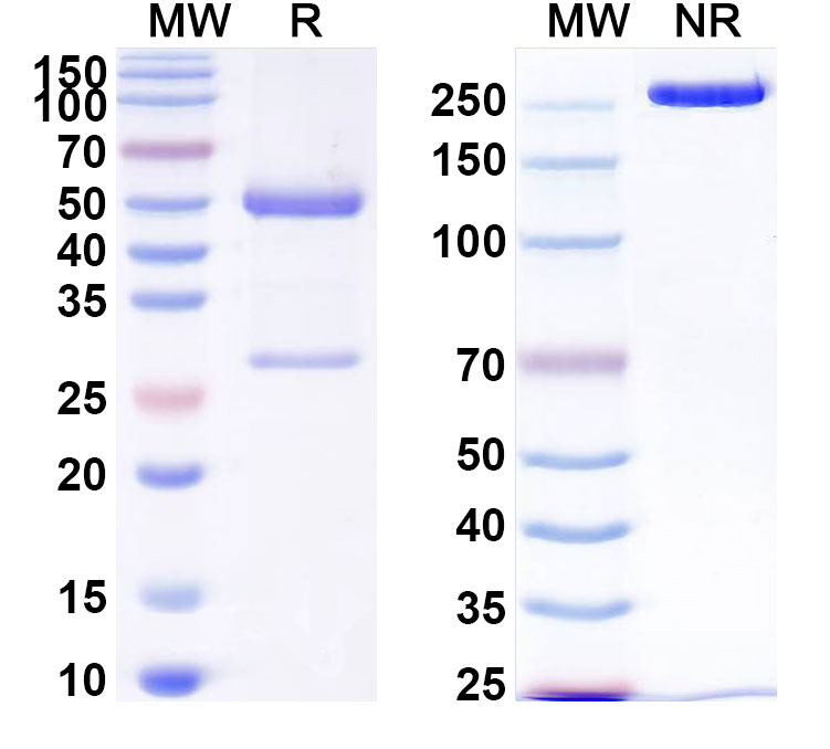 SDS-PAGE for Anti-Human CD133/PROM1 antibody