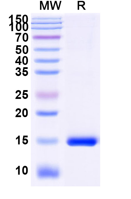 SDS-PAGE for Anti-Human CD156c/ADAM10 Nanobody (SAA1217)