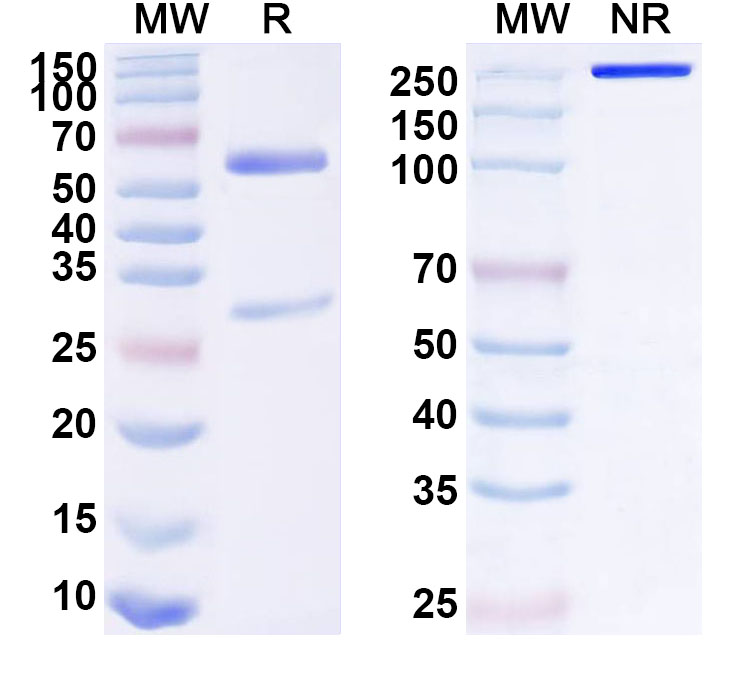 SDS-PAGE for Anti-Human CD158z/KIR3DL3 Antibody (SAA1605)