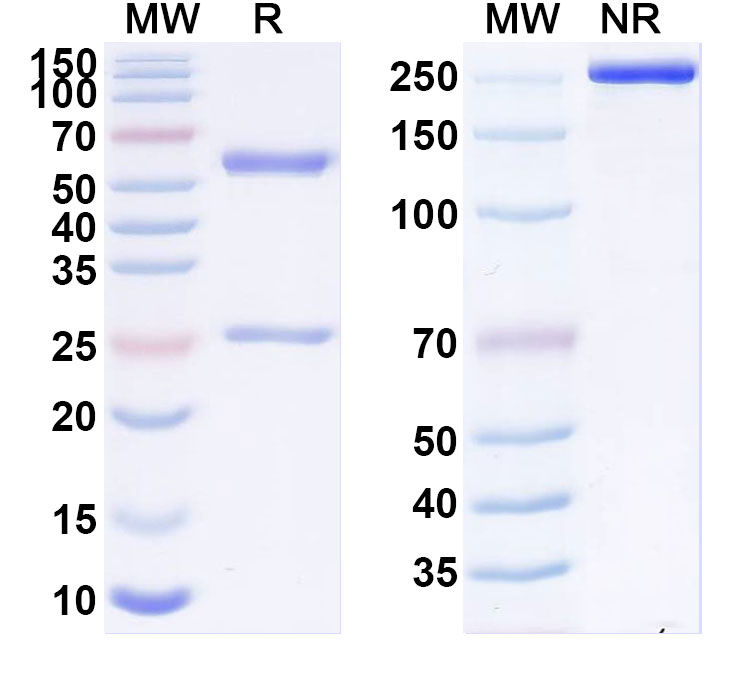 SDS-PAGE for Anti-Human CD175/Tn Antibody (MLS128)