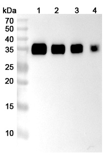Western blot for Anti-Human CD274/PD-L1/B7-H1 Antibody (SAA2018)