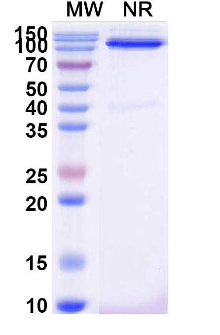 SDS-PAGE for Anti-Human CD31/PECAM1 Antibody (SAA2178)