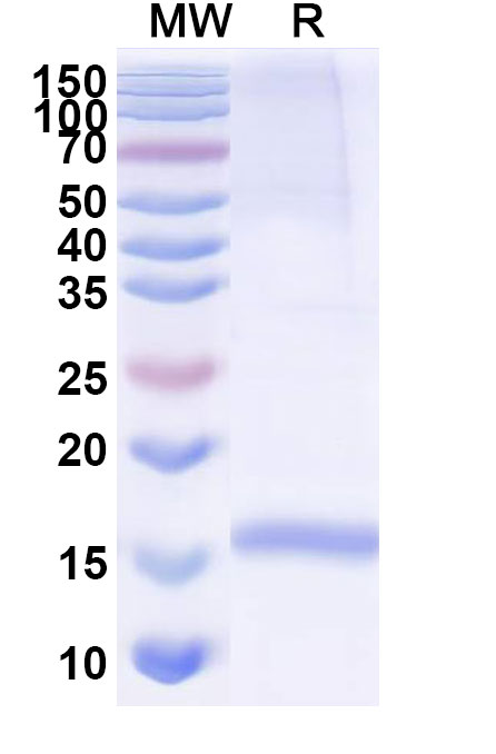 SDS-PAGE for Anti-Human CD49c/ITGA3 Nanobody (SAA1303)