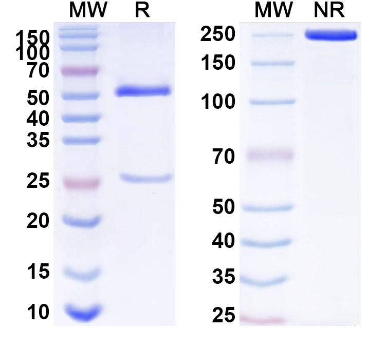SDS-PAGE for Anti-Human CD5L Antibody (SAA1515)