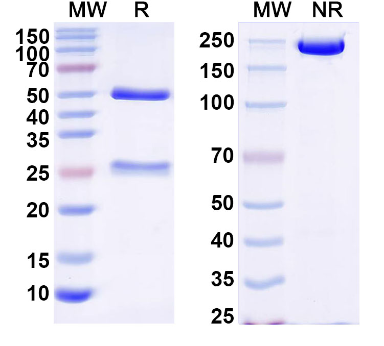 SDS-PAGE for Anti-Human CD87/PLAUR/uPAR Antibody (8B12)